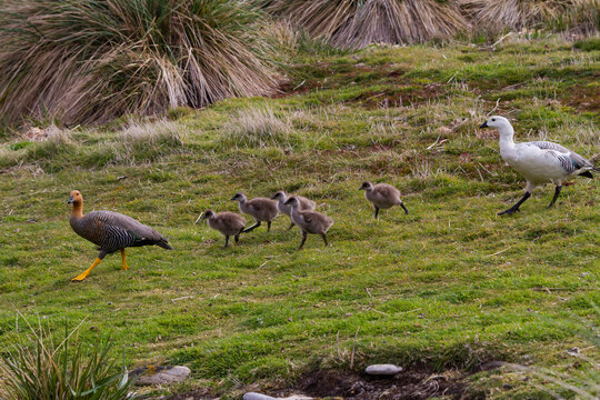 Adult upland goose pair (Chloephaga picta) with goslings on Carcass Island in the Falkland Islands