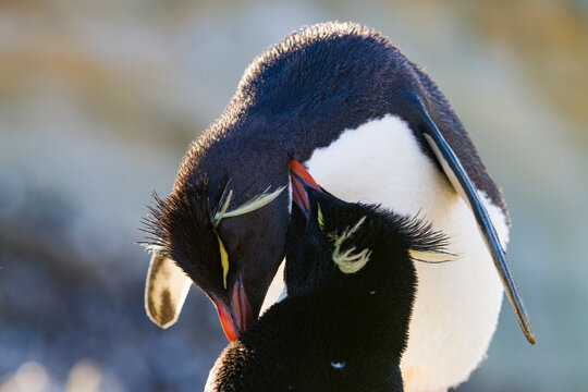 Adult rockhopper penguins (Eudyptes chrysocome chrysocome) at breeding and molting colony on New Island, Falkland Islands