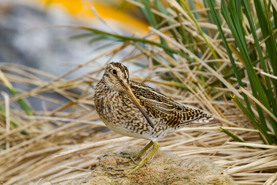 Adult Magellanic snipe (Gallinago paraguaiae magellanica) on Carcass Island in the Falkland Islands