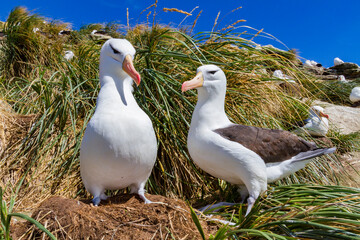 Black-browed albatross (Thalassarche melanophrys) breeding colony on Carcass Island in the Falkland Islands