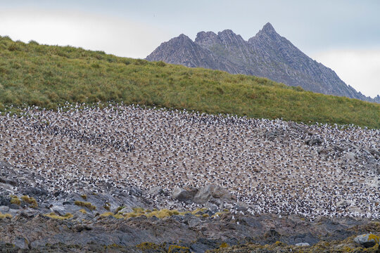 Black-browed albatross (Thalassarche melanophrys) breeding colony on Steeple Jason Island in the Falkland Islands
