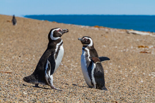 Magellanic penguins (Spheniscus magellanicus) at a breeding and molting site in Estancia San Lorenzo, Argentina