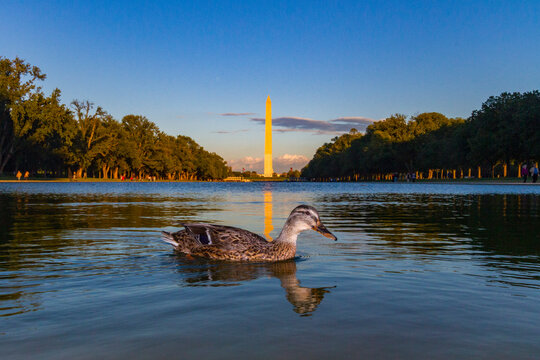 View of the Washington Monument in Washington, D.C.