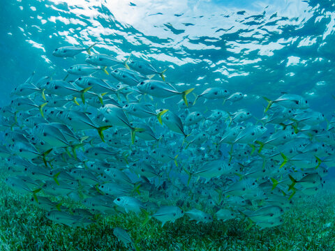 Horse-eye jacks (Caranx latus), schooling in Hol Chan Marine Preserve, inside the Mesoamerican Barrier Reef, Belize