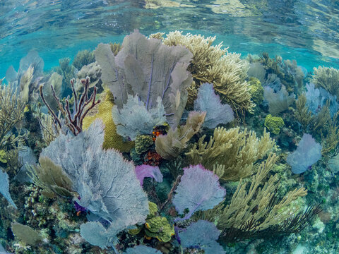 Underwater view of the reef along the circumference of the Great Blue Hole on Lighthouse Reef, UNESCO, Belize