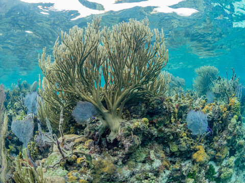 Underwater view of the reef along the circumference of the Great Blue Hole on Lighthouse Reef, UNESCO, Belize