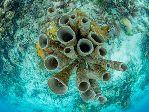 Underwater view of the reef along the circumference of the Great Blue Hole on Lighthouse Reef, UNESCO, Belize