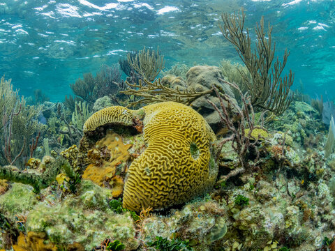 Underwater view of the reef along the circumference of the Great Blue Hole on Lighthouse Reef, UNESCO, Belize