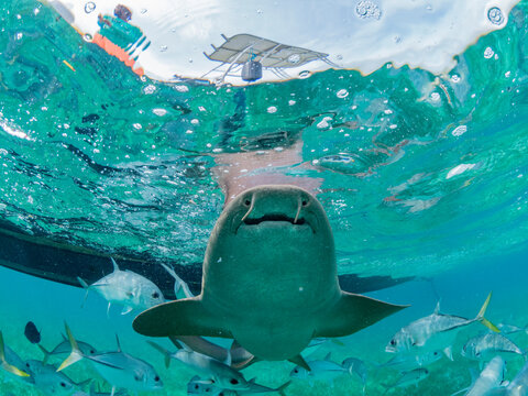 Nurse sharks (Ginglymostoma cirratum), being fed in Hol Chan Marine Preserve, inside the Mesoamerican Barrier Reef, Belize
