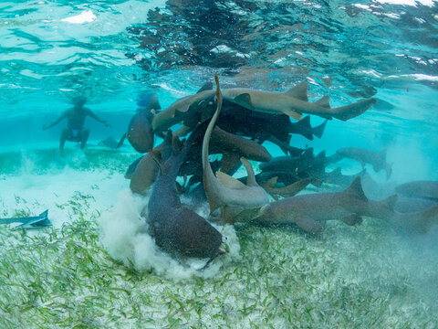 Nurse sharks (Ginglymostoma cirratum), being fed in shark and ray alley, Caye Caulker, Mesoamerican Barrier Reef, Belize