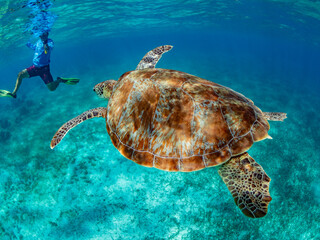 Green sea turtle (Chelonia mydas), with snorkeler near Caye Caulker, inside the Mesoamerican Barrier Reef, Belize