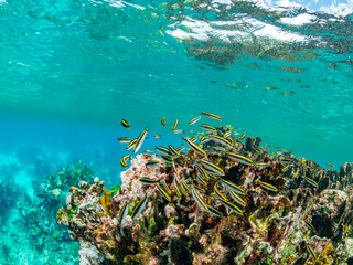 A myriad of fish and coral underwater at Hol Chan Marine Preserve, inside the Mesoamerican Barrier Reef, Belize