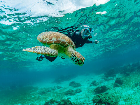 Green sea turtle (Chelonia mydas), with snorkeler near Caye Caulker, inside the Mesoamerican Barrier Reef, Belize