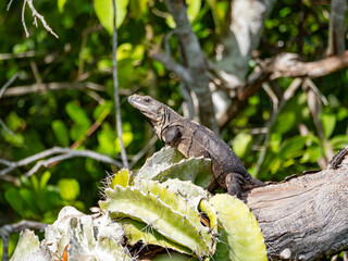 Black Spiny-tailed iguana (Ctenosaura similis), on New River near Lamanai, Belize
