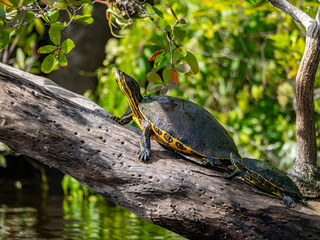 A pair of Mesoamerican sliders (Trachemys venusta), on New River near Lamanai, Belize