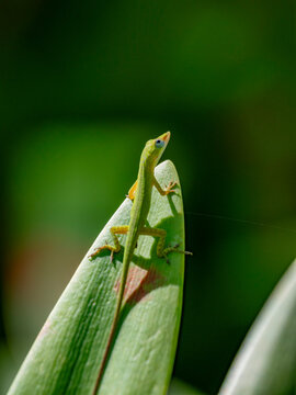An adult anole from the Genus Anolis, Half Moon Caye, inside the Mesoamerican Barrier Reef, Belize