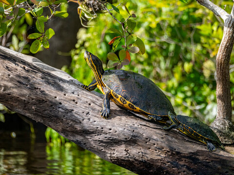 A pair of Mesoamerican sliders (Trachemys venusta), on New River near Lamanai, Belize