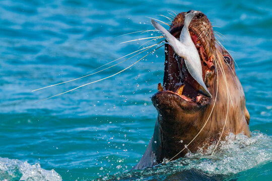 Northern (Steller) sea lion (Eumetopias jubatus) close-up eating a halibut in Southeastern Alaska
