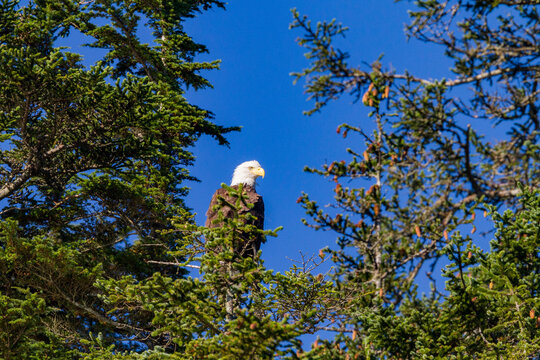 Adult bald eagle (Haliaeetus leucocephalus) perched in Sitka spruce tree, Southeast Alaska