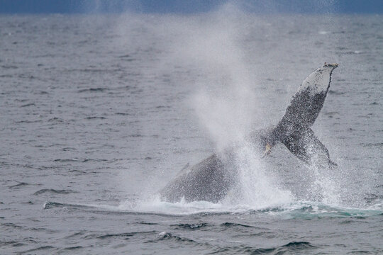 Adult humpback whale (Megaptera novaeangliae) tail throw among feeding whales in Southeast Alaska
