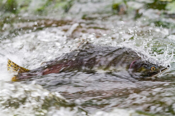 Dead and dying pink salmon (Oncorhynchus gorbuscha) gathering after the spawn just outside of Sitka, Alaska