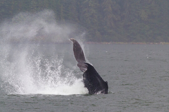 Adult humpback whale (Megaptera novaeangliae) tail throw among feeding whales in Southeast Alaska