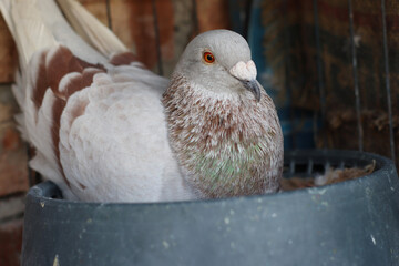 Elegant Racing Pigeon Portrait Majestic Bird with Detailed Feathers in a Cozy Nest