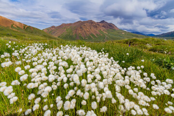 A large stand of Arctic cotton (Eriophorum callitrix) in Denali National Park, Alaska