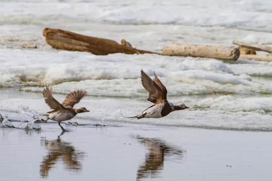 Adult long-tailed ducks (Clangula hyemalis) in breeding plumage in the Svalbard Archipelago, Norway