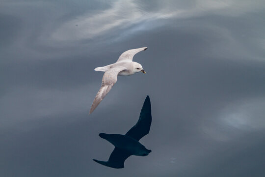Northern fulmar (Fulmarus glacialis glacialis) on the wing in the Svalbard Archipelago, Norway
