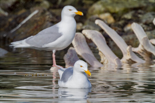 Adult glaucous gull (Larus hyperboreus) near fin whale carcass in the Svalbard Archipelago, Norway