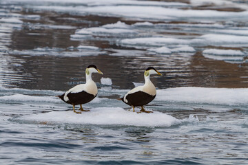 Adult male common eider ducks (Somateria mollissima) in breeding plumage in the Svalbard Archipelago, Norway