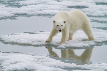 A curious young polar bear (Ursus maritimus), approaches the ship on Spitsbergen in the Svalbard Archipelago, Norway