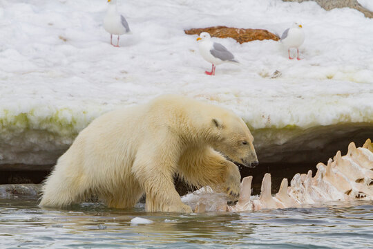 Young male polar bear (Ursus maritimus), feeding on a fin whale carcass in Holmabukta in the Svalbard Archipelago, Norway