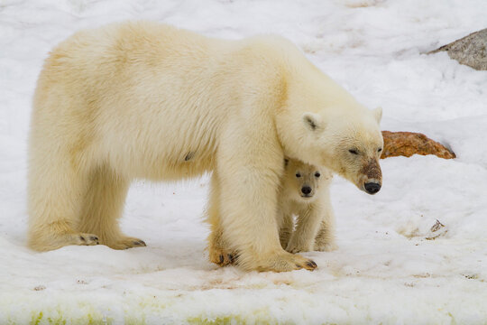Mother polar bear (Ursus maritimus), with cub of the year in Holmabukta in the Svalbard Archipelago, Norway