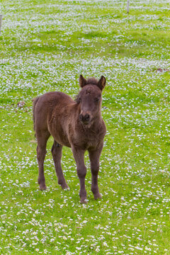 Shetland pony foal (Equus ferus caballus) in the Shetland Isles, Scotland