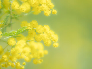 Obraz premium 春の公園や花壇を彩るミモザのある風景。眩しい日差しでボケた景色。ぼんやりした花畑のイメージ。