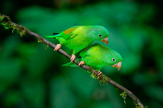 Two Orange-chinned Parakeets (Brotogeris jugularis) sitting on a branch, Costa Rica