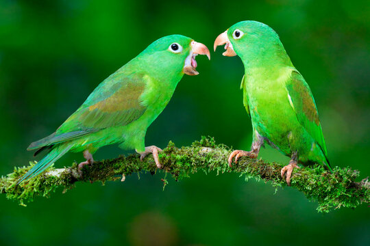 Two Orange-chinned Parakeets (Brotogeris jugularis) quarreling, Costa Rica
