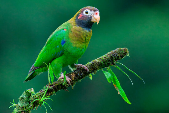 Brown-hooded Parrot (Pyrilia haematotis) sitting on a branch, Costa Rica