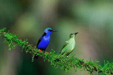 Male and female Red-legged Honeycreeper (Cyanerpes cyaneus) on a branch, Costa Rica