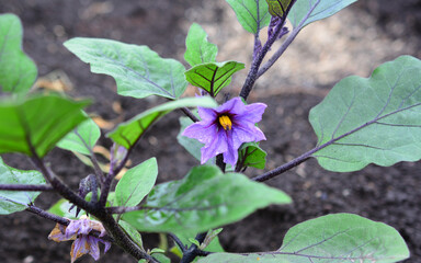 Close-up of a vibrant purple eggplant flower in bloom