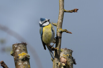 Mésange bleue (Cyanistes caeruleus) sur sa branche