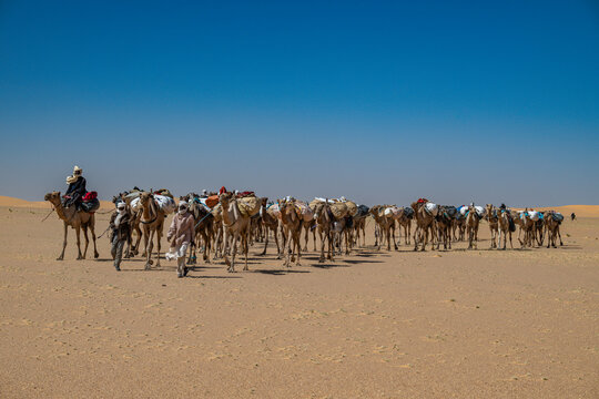 Camel caravan in the Tibesti Mountains