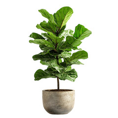Tall Fiddle Leaf Fig in Decorative Planter Isolated on Transparent Background