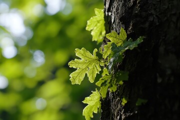 Obraz premium Close-up of fresh, green leaves on a tree trunk, with a bokeh background of the forest