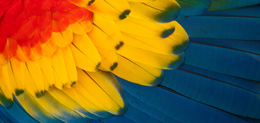 Close up of Scarlet macaw bird's feather, The Maldives, Indian Ocean