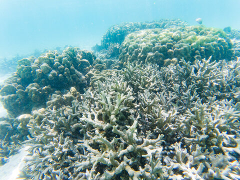 Underwater marine life on coral reefs, Thailand