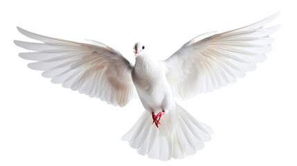 Fototapeta premium Soaring Dove: A pristine white dove glides gracefully through the air, its wings spread wide in a symbol of peace and serenity. This photorealistic image captures the essence of freedom and hope.