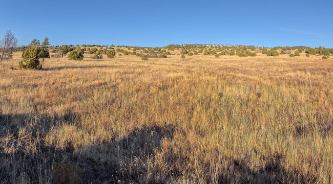 Golden grassland prairie near sundown, Coconino National Forest, Arizona